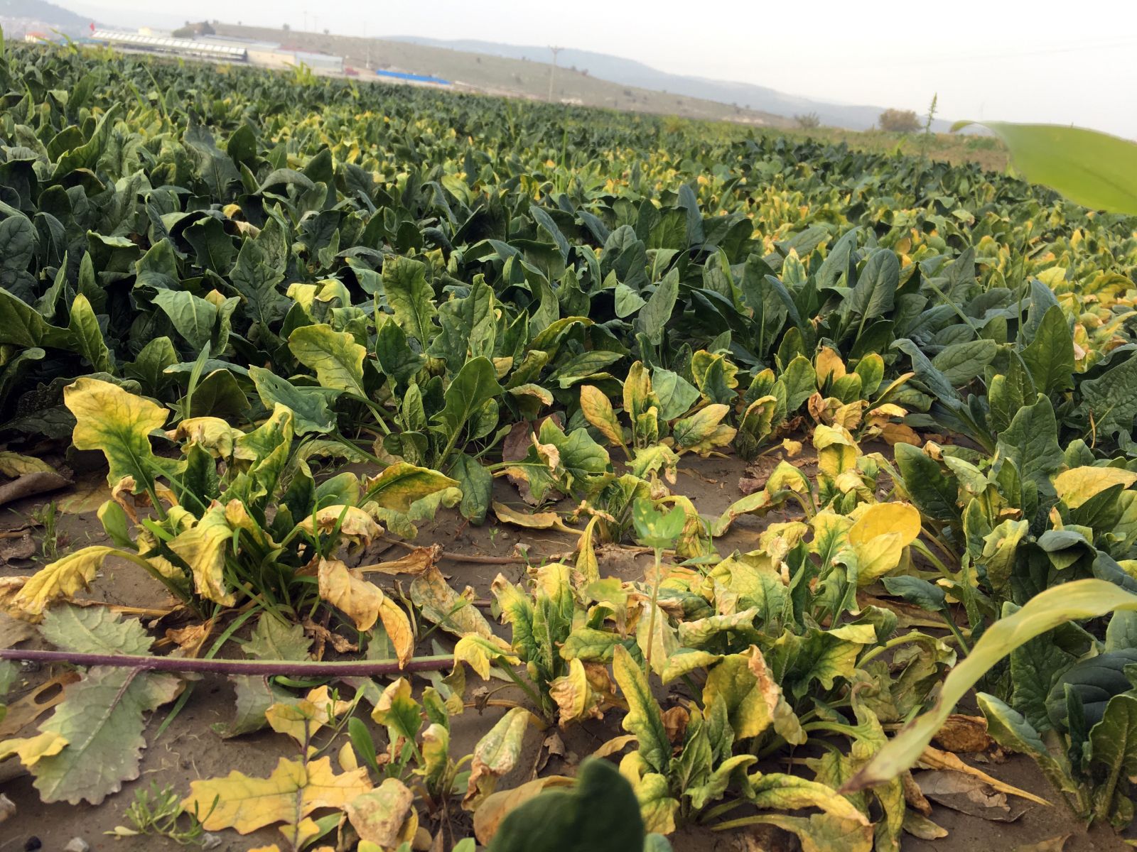 Ispanaklar tarlada kaldı, çiftçiler uyardı: Seneye 10-12 TL